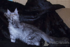 Photo №4. I will sell maine coon in the city of Krasnoyarsk. from nursery - price - 316$