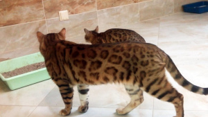 Photo №4. I will sell bengal cat in the city of Minsk. private announcement, from nursery, breeder - price - 1000$