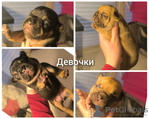 Photo №2 to announcement № 124026 for the sale of french bulldog - buy in Russian Federation from nursery