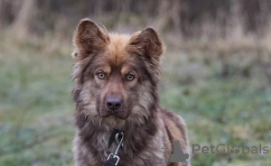 Photo №2 to announcement № 25086 for the sale of non-pedigree dogs - buy in Russian Federation private announcement