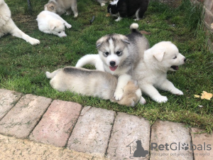 Photo №1. siberian husky - for sale in the city of Goslar | 317$ | Announcement № 81672
