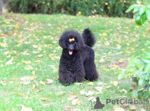 Photo №4. I will sell poodle (toy) in the city of Belgrade. breeder - price - 423$