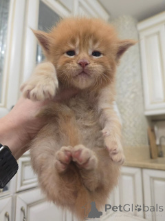 Photo №1. maine coon - for sale in the city of ALAVUS | 516$ | Announcement № 164176