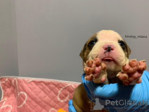 Additional photos: American Bully XL/standard/classic puppies