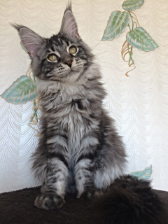 Photo №4. I will sell maine coon in the city of Tolyatti. from nursery - price - 466$
