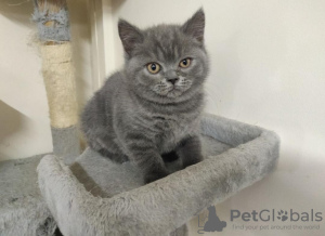 Photo №3. British Shorthair Kittens. United Kingdom