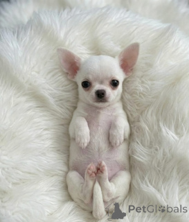 Photo №3. Chihuahua pups. Serbia