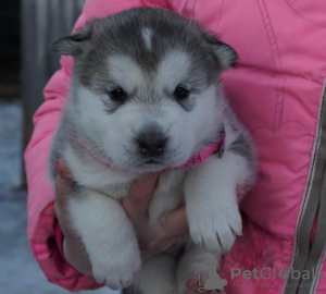 Additional photos: Alaskan Malamute puppies from champions