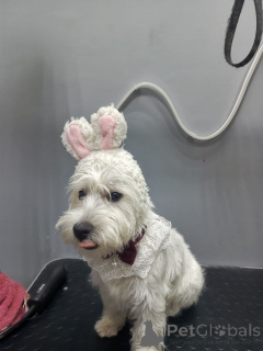 Photo №3.  A Wee Bit of Christmas Magic Meet Our 12-Week Westie Lass! . United Kingdom