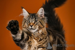 Photo №2 to announcement № 161297 for the sale of maine coon - buy in Germany breeder