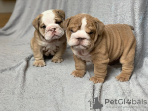 Photo №2 to announcement № 117940 for the sale of english bulldog - buy in Germany 