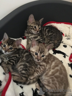 Photo №2 to announcement № 115163 for the sale of bengal cat - buy in Germany breeder