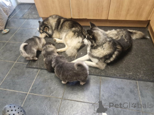 Photo №1. pomeranian - for sale in the city of Bietigheim-Bissingen | 382$ | Announcement № 172810
