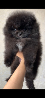 Photo №2 to announcement № 6504 for the sale of pomeranian - buy in Russian Federation breeder