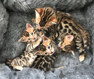 Photo №1. bengal cat - for sale in the city of Gann. Munden | 329$ | Announcement № 151263