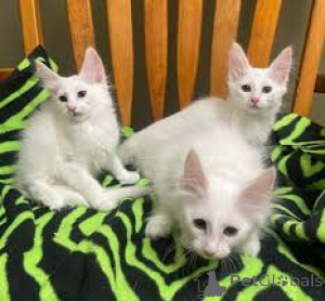 Photo №1. turkish angora - for sale in the city of Brussels | 516$ | Announcement № 165837