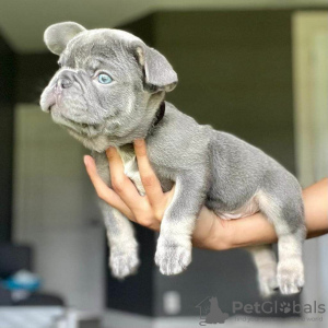 Photo №1. french bulldog - for sale in the city of Pennsylvania Furnace | 480$ | Announcement № 124734