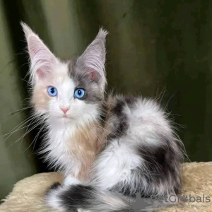 Photo №4. I will sell maine coon in the city of Мальмё. private announcement - price - 376$