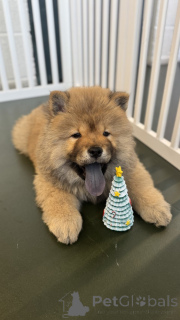 Photo №1. chow chow - for sale in the city of Mine Hill Township | 500$ | Announcement № 159152