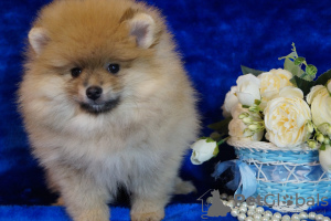 Photo №2 to announcement № 42466 for the sale of pomeranian - buy in Russian Federation breeder