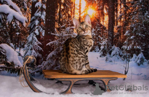Photo №1. bengal cat - for sale in the city of St. Petersburg | 1200$ | Announcement № 8895