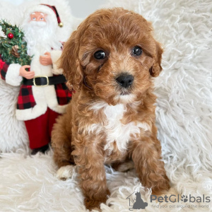 Photo №3. Toy Poodle Puppies. Germany