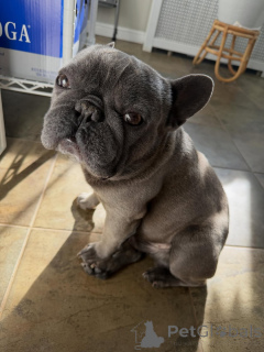 Photo №3. Beautiful French Bulldog Puppies Looking for Their Forever Homes. Switzerland