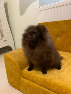 Photo №4. I will sell pomeranian in the city of Москва. breeder - price - Negotiated