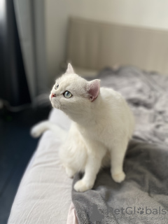 Additional photos: I am selling a cat. Color silver chinchilla