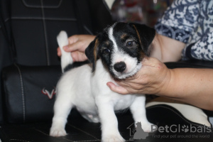Photo №1. jack russell terrier - for sale in the city of St. Petersburg | negotiated | Announcement № 26903