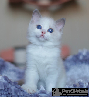 Photo №2 to announcement № 134387 for the sale of manx cat - buy in Belgium private announcement