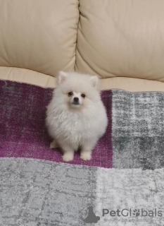Photo №2 to announcement № 18786 for the sale of pomeranian - buy in Lithuania 