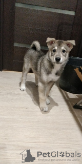 Photo №3. West Siberian Laika puppies. Russian Federation