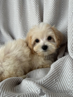 Photo №3. MALTIPOO TEACUP PUPPY. United States