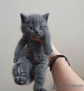 Photo №1. british shorthair - for sale in the city of Munich | 370$ | Announcement № 56614