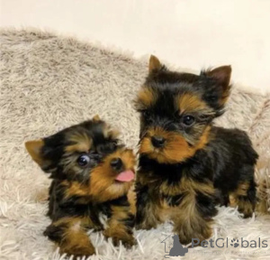 Photo №1. yorkshire terrier - for sale in the city of OSLO | negotiated | Announcement № 175040