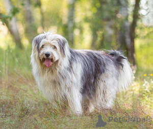 Photo №1. non-pedigree dogs - for sale in the city of Moskova | Is free | Announcement № 159460