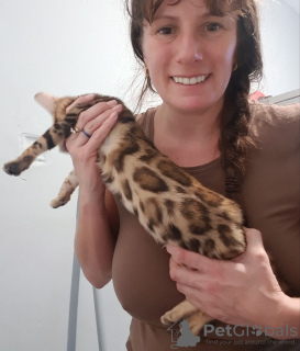 Photo №2 to announcement № 64647 for the sale of bengal cat - buy in Germany private announcement, from nursery, from the shelter