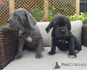 Photo №1. neapolitan mastiff - for sale in the city of Gottskär | 2065$ | Announcement № 168429