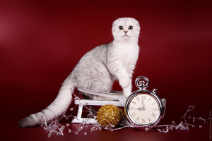 Photo №2 to announcement № 1429 for the sale of scottish fold - buy in Russian Federation private announcement