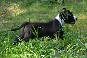 Photo №3. American Bools. Russian Federation