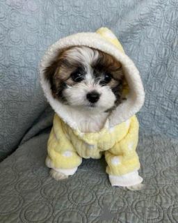 Photo №4. I will sell non-pedigree dogs in the city of Talaveri. private announcement - price - negotiated