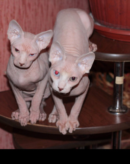 Photo №4. I will sell sphynx-katze in the city of Kursk. from nursery - price - 700$
