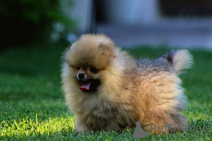 Photo №2 to announcement № 143528 for the sale of pomeranian - buy in Serbia breeder