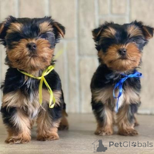 Photo №1. yorkshire terrier - for sale in the city of Warsaw | negotiated | Announcement № 175841