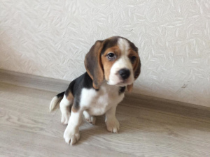 Photo №2 to announcement № 2260 for the sale of beagle - buy in Russian Federation from nursery, breeder