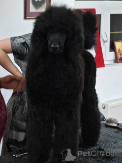 Photo №4. I will sell poodle (royal) in the city of Valeovo.  - price - negotiated