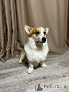 Photo №2. Mating service non-pedigree dogs. Price - 355$