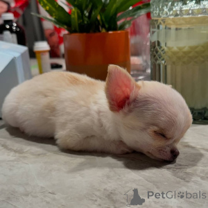 Photo №2 to announcement № 151214 for the sale of chihuahua - buy in Germany private announcement