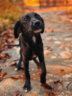 Photo №3. Two wonderful puppies (girls) are looking for a home!. Russian Federation